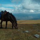 Китайский путешественник на лошади доскакал до Саратова